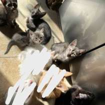 Котята бесплатно, в Раменское
