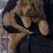 Продаются высокопородные щенки Тибетского мастифа, в Москве