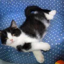 Гордый Ди Каприо ищет своего покровителя, в Москве