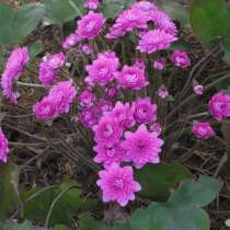 Печёночница nobilis Rubra Plena (благородная Рубра Плена), в Москве