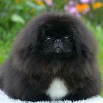 Пекинес, в Москве