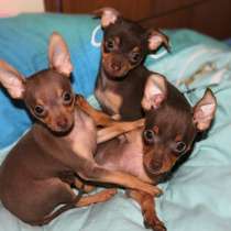 Той терьер Архангельск, в Архангельске