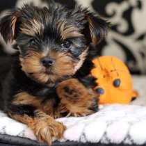 Йоркширский терьер Иркутск, в Иркутске