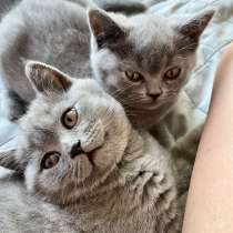 Шотландские плюшевые котята, в Москве