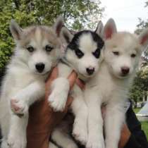 Красивые щенки хаски, в Москве