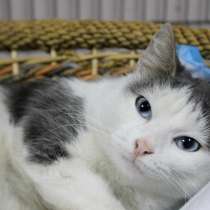 Леди Анна-Изабелла ищет верного друга, в Москве