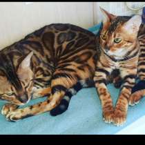 ЧИСТОПОРОДНЫЕ БЕНГАЛЯТА, в Санкт-Петербурге