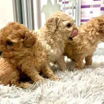 Щенки пуделя, в Санкт-Петербурге