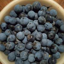 Торнослив, в Оренбурге