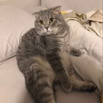 Продам кошечку, в г.Бремерхафен