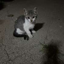 Котята в добрые руки, в Краснодаре