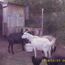 Продам коз и козлят, в Челябинске