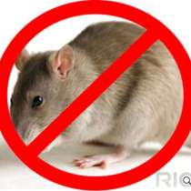 Мыши крысы уничтожить грызуны - Томск, в Томске