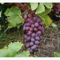 Саженцы элитных сортов неукрывного винограда, в Ульяновске