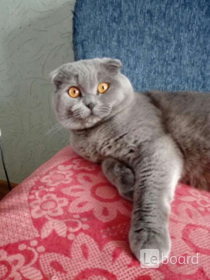кот вязка. кот для вязки шотландский вислоухий. шотландский скоттиш фолд мраморный. лиловая вислоухая кошка. вислоухий шотландец мраморный.