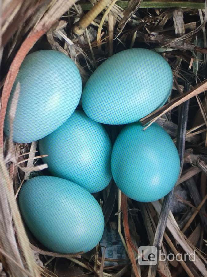 Какие курицы несут голубые и зеленые яйца фото