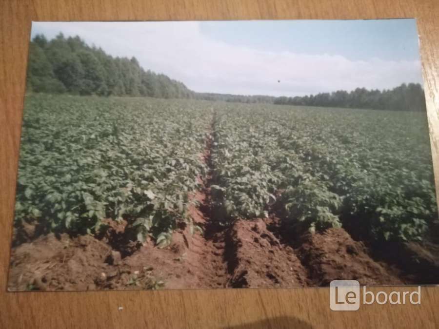 Бизнес план на землю сельхозназначения