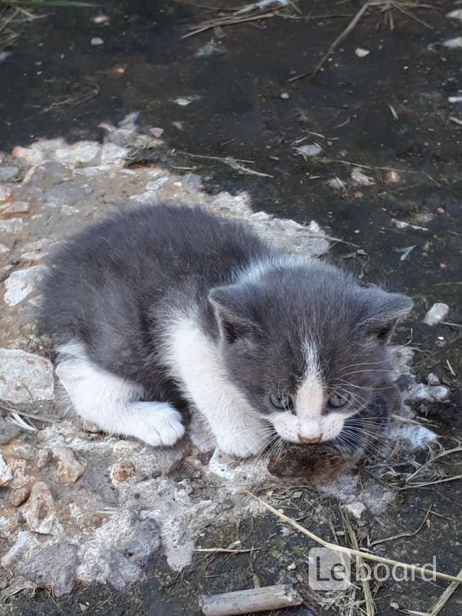 Кошка мышеловка фото и описание