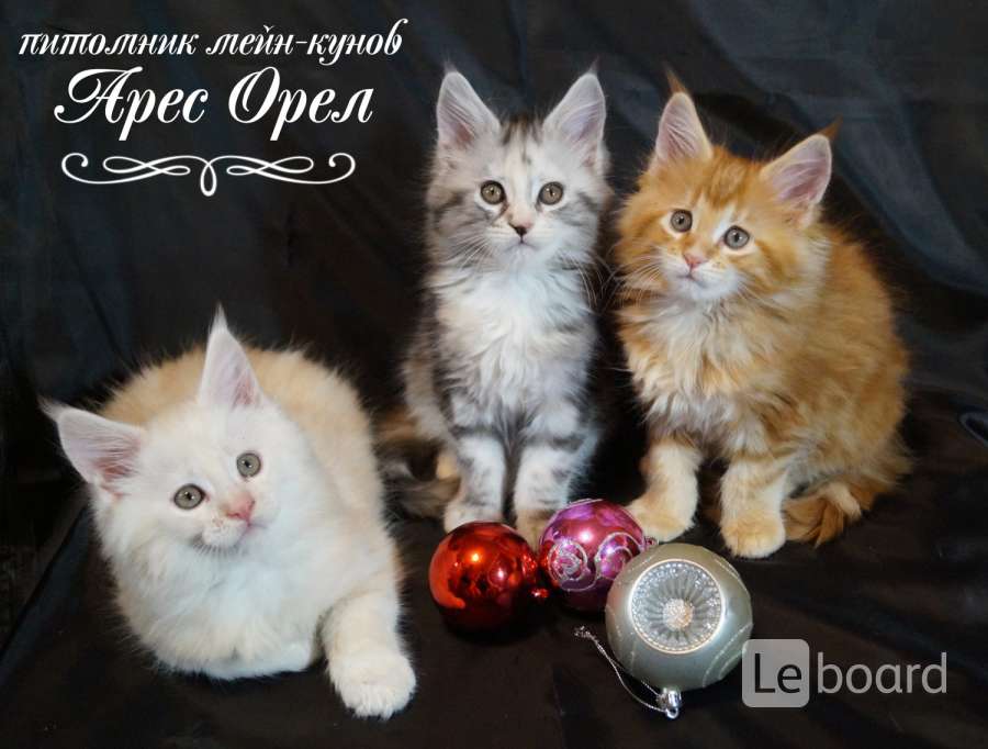 Купить Котенка В Орле